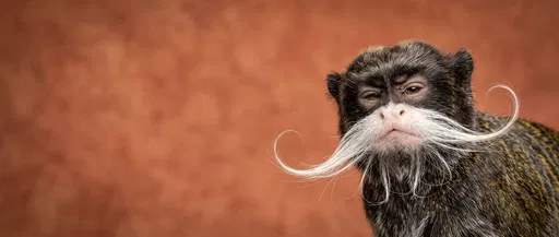 Skeptical Emperor Tamarin With Curled Mustache