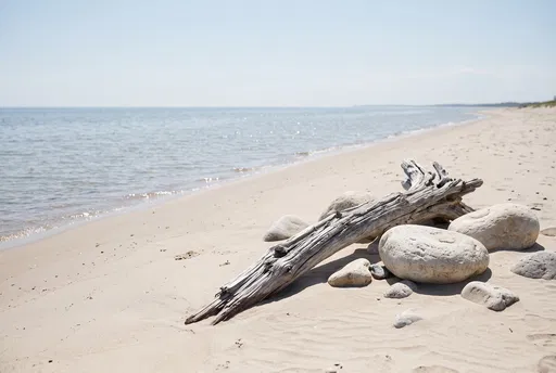 Driftwood and Stones on Sunny Beach