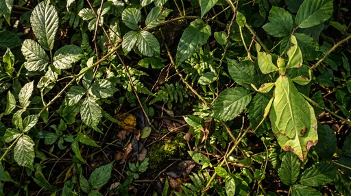 Giant Leaf Insect Camouflaged in Foliage
