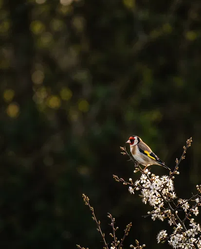 Goldfinch on Blossoming Spring Branch
