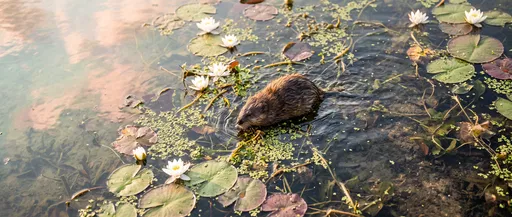 Muskrat Swimming Among Water Lilies at Sunset