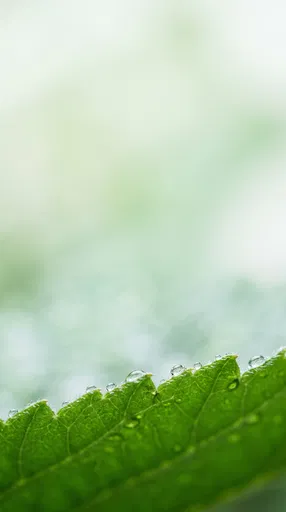 Macro Green Leaf Edge With Water Droplets