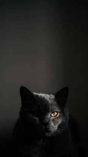 Dramatic Portrait of Shadowed Grey Cat