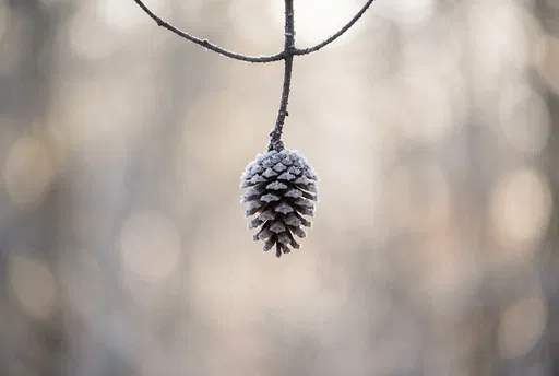 Frosty Pinecone Hanging on Bare Branch