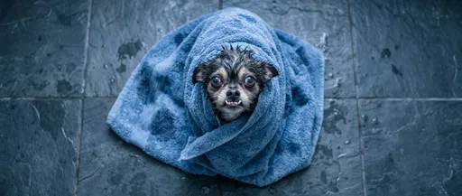 Wet Small Dog Wrapped in Blue Towel