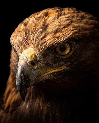 Golden Eagle Close-Up Portrait on Black