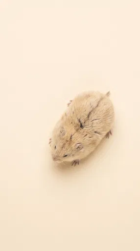 Overhead View of Buff Collared Lemming