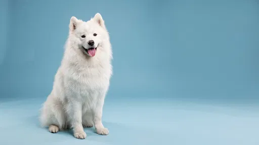 Fluffy White Samoyed Dog on Blue Background