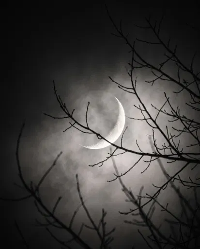 Crescent Moon Behind Bare Branches