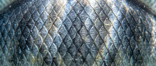 Macro Close-Up of Silver Fish Scales