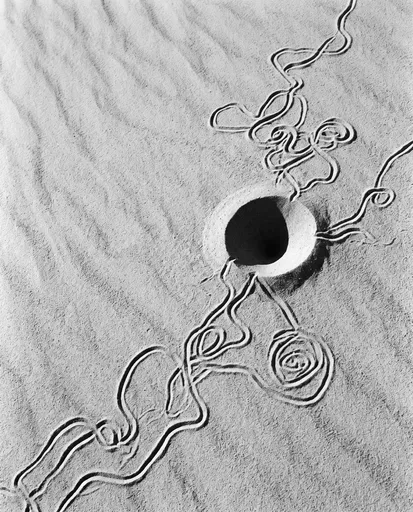 Monochrome Antlion Pit and Sand Trails