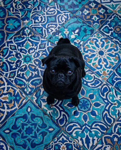 Black Pug on Blue Ceramic Tiles