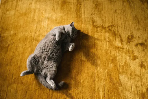 British Shorthair Cat on Yellow Rug