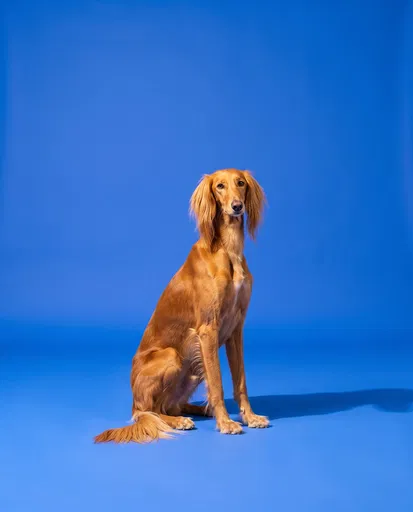 Golden Persian Hound on Blue Background