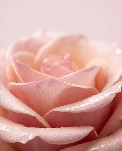 Macro Blush Pink Rose Petals