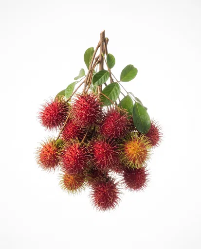 Fresh Bunch of Red Rambutan Fruit