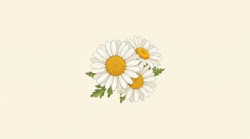 Botanical Illustration of Three White Daisies