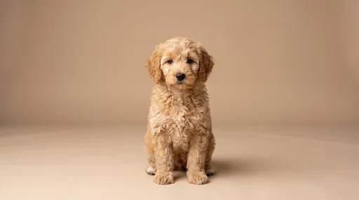 Golden Labradoodle Puppy on Beige Backdrop