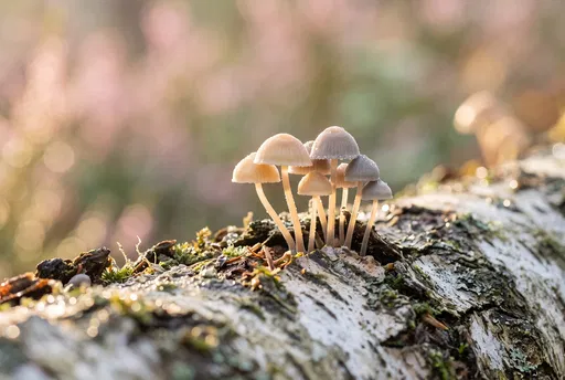 Delicate Woodland Mushrooms on Silver Birch Log