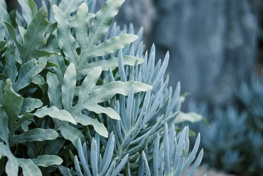 Blue Star Fern and Chalk Succulents