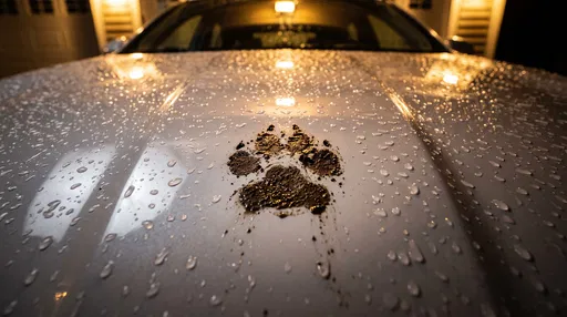 Muddy Paw Print on Wet Car Hood