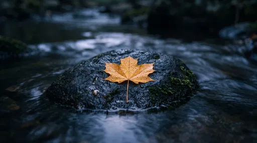 Golden Maple Leaf on Wet Stream Stone