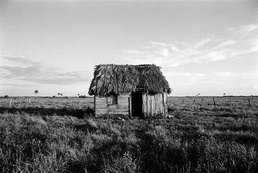 Weathered Thatch Roof Hut in Pasture