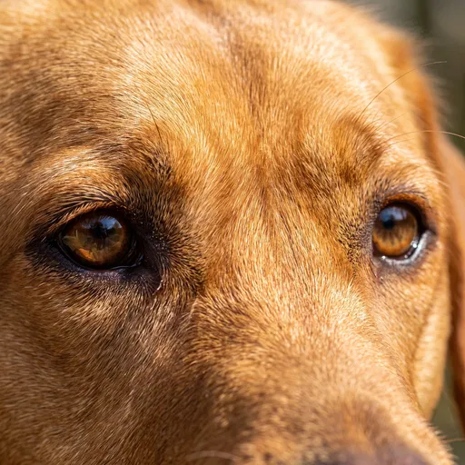 Macro Close-Up of Golden Labrador Eyes
