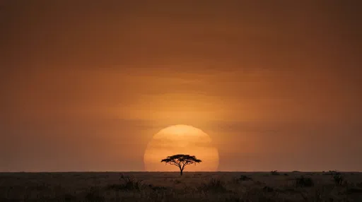 Lone Acacia Tree at Savanna Sunset