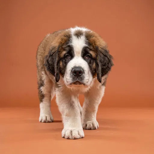 Saint Bernard Puppy on Terracotta Backdrop