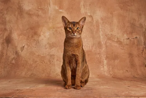 Abyssinian Cat Portrait on Terracotta Backdrop