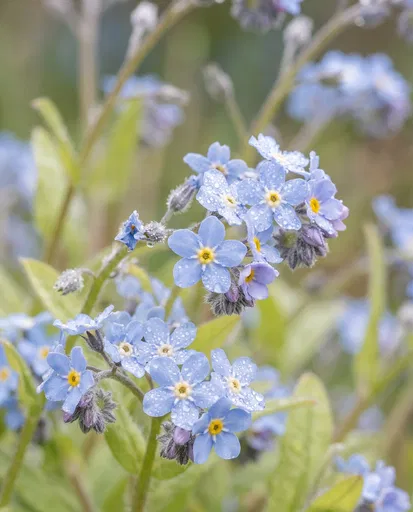 Blue Forget-Me-Not Flowers With Dewdrops