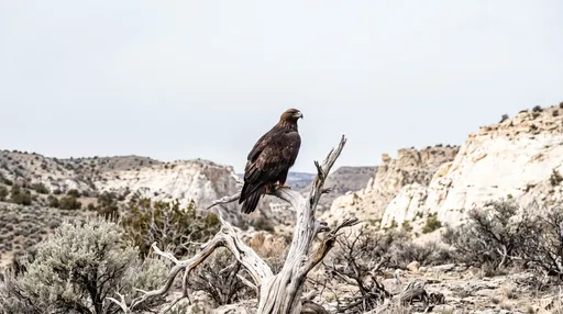 Golden Eagle Perched on Desert Snag