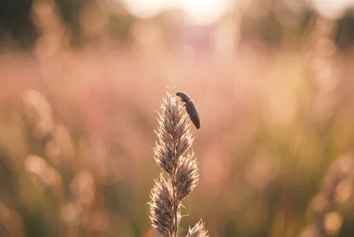 Snap Beetle on Dry Grass at Sunset
