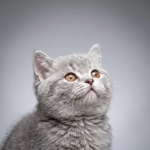 Silver British Shorthair Kitten Looking Up
