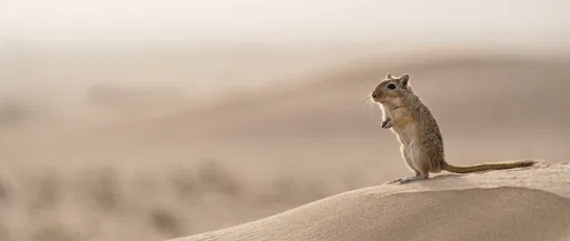 Alert Gerbil Standing on Sand Ridge