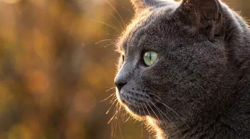 Gray Cat Profile in Golden Sunlight