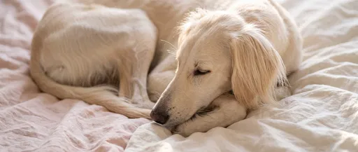 Sleeping Cream Saluki on Pastel Linen