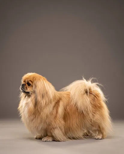 Golden Pekingese Dog Studio Profile Portrait
