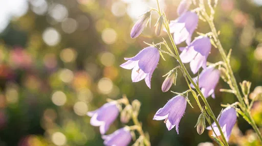 Sunlit Violet Bellflowers in Garden
