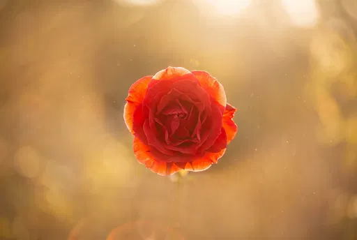 Backlit Red Rose in Golden Haze