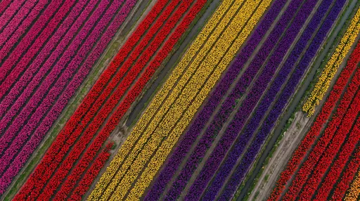Aerial View of Colorful Tulip Fields