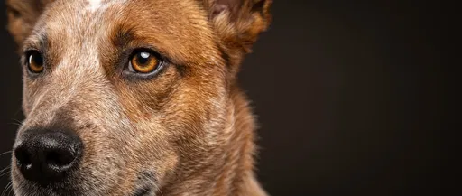 Close-Up Studio Portrait of Red Heeler Dog