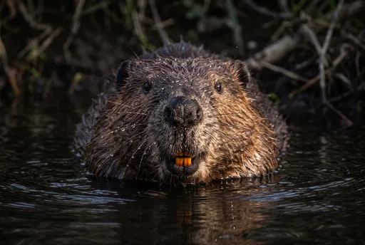 Close-Up Portrait of Beaver in Dark Water