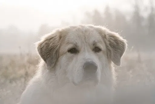 Great Pyrenees Dog in Morning Fog