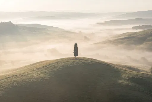 Lone Cypress Tree on Misty Hill