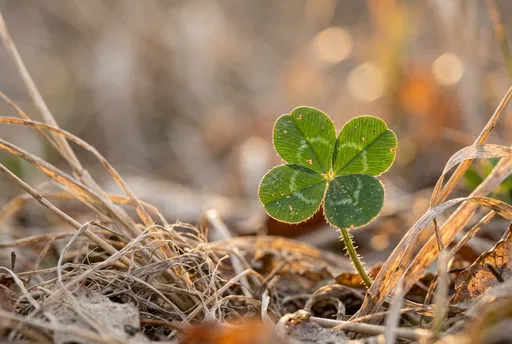 Four-Leaf Clover in Golden Hour Sunlight