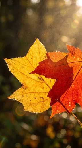 Backlit Golden and Red Autumn Leaves