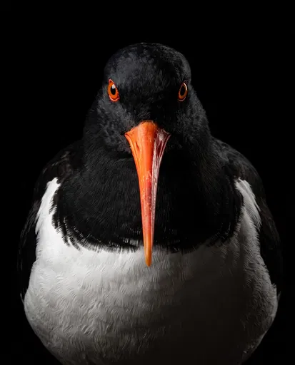 Symmetrical Pied Oystercatcher Studio Portrait