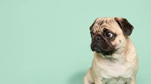 Fawn Pug Giving Skeptical Side Eye
